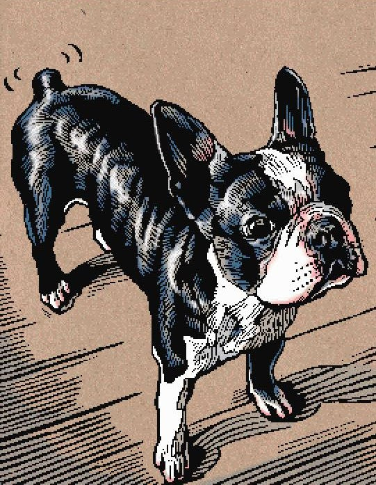 Boston Terrier