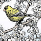 Gold Finch